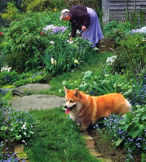 tasha tudor corgi art.